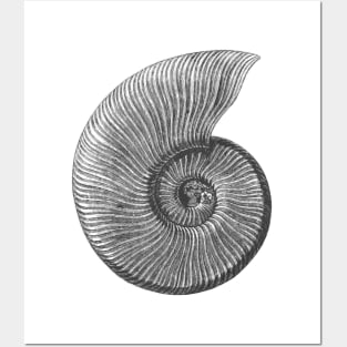 Ammonite Fossil Posters and Art